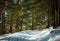 Winter landscape coniferous pine forest road path in woods green trees