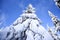 Winter landscape, coniferous trees snow covered in Karkonosze mountains in Poland