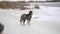 Winter landscape with cute siberian husky malamute dog playing outside.