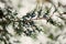 Winter landscape. The cypress twig under the snow. Selective focus.