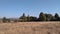 Winter landscape with dry brown grasslands and Pine trees under a blue sky