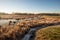 Winter landscape with dry and frosted reed plants