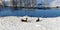 Winter landscape with ducks on the waterfront,the Netherlands