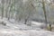 Winter landscape in a Dutch forest with a snow covered hill with bare trees, a wooden bench next to a winding path