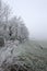 Winter landscape of edge of the field, various frozen wild growing plants and naked frozen broadleaf trees on the left side.