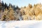 Winter landscape of edge of a wood in sunlight