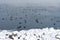 Winter landscape with eurasian coots swimming in a lake