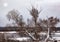 Winter landscape with a fallen willow tree