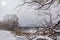 Winter landscape with a fallen willow tree