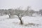 Winter landscape with falling snow - wonderland winter forest with snowfall over winter grove. Snowy winter scene. Winter forest t