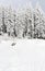 Winter landscape in fir forest on glade with playful dog  siberian husky  lying on the back and path with footprints in snow