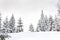 Winter landscape of fir forest in snow. Carpathian mountains