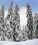 Winter landscape in fir tree forest covered snow. Carpathian mountains