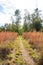 The winter landscape of Florida Trail