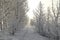 Winter landscape with footprints in the freshly fallen snow of tree branches during freezing weather,