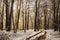 Winter landscape in the forest.A beautiful view.Snow is falling.White Christmas in Bucharest