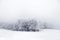 Winter landscape: forest edge in the frost and a frosty fog.