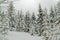 Winter landscape in a forest in Harz, Germany