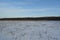 Winter landscape with forest on horizon. Meadow with dry herbs under the snow