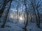 Winter landscape in the forest and the low dawn sun breaks through the forest thicket between tree trunks