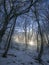 Winter landscape in the forest and the low dawn sun breaks through the forest thicket between tree trunks