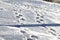 Winter landscape with fresh footprints in the snow