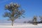 Winter landscape with fresh snow and a bare fruit tree in the foreground, which is also covered with snow, against a blue sky