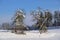 Winter landscape with fresh snow and a bare fruit tree in the foreground, which is also covered with snow, against a blue sky