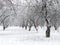 Winter landscape of frosty apple trees. orchard covered by snow