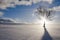 Winter landscape on a frosty evening. Lonely tree on a snow-covered field in the backlight of the sun against.