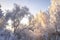 Winter landscape. Frosty trees. Scenic winter clear morning. Frost nature. Hoarfrost on trees on riverside