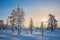 Winter landscape, Frosty trees in snowy forest at sunrise in Lapland Finland