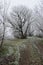 Winter landscape with frozen grass around dirt field road and lane of naked frozen broadleaf trees around.