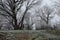 Winter landscape with frozen naked broadleaf tree lane around dirt field road.