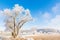 Winter landscape with a frozen and snowy tree on a sunny day in the countryside of Valladolid, Castilla y LeÃ³n, Spain