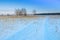 Winter landscape. A group of birches against the backdrop of a forest, a snow-covered field and blu sky. Traces of cars