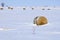 Winter Landscape with Hay Bales