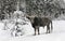 Winter landscape with hungarian gray ox  bull  walking in the snow in fir forest and glade