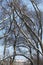 Winter landscape. Intertwining branches of trees covered with snow