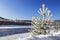 Winter landscape with the Katun river, Taiga on the opposite Bank of the river and a young fir tree covered with fhoarfrost in the