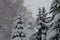Winter landscape. Large spruces and an Orthodox church. Snowy winter and Christmas holidays.