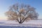 Winter landscape of large tree on snow on clear sunny morning with blue sky. Beautiful nature in december. Christmas background