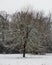 Winter landscape, lone snowy tree, white snow, gray sky