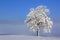 Winter landscape with lonely tree