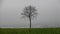 Winter. The landscape is a lonely tree in the fog. Dark rainy day. December Germany.