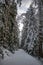 Winter landscape in a magical Swedish forest with long snow-covered path in the middle