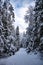 Winter landscape in a magical Swedish forest with long snow-covered path in the middle