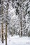Winter landscape in a magical Swedish forest with white trees - beautiful wallpaper