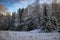 Winter landscape in a magical Swedish forest with white trees - beautiful wallpaper