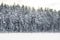 Winter landscape in a magical Swedish forest with white trees - beautiful wallpaper